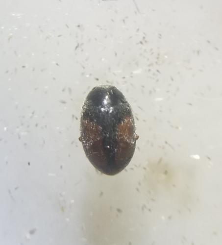 Nephus redtenbacheri